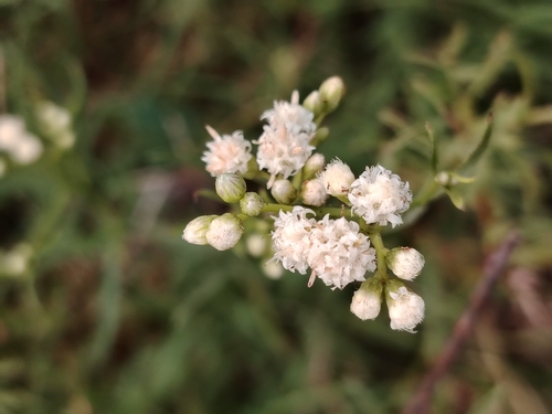 Image of Baccharis glutinosa by (c) Lucía Groposo, some rights reserved (CC BY)