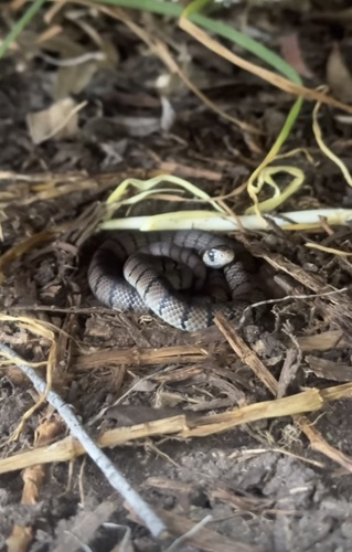 Eastern Brown Snake sighting