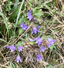 Campanula trachelium