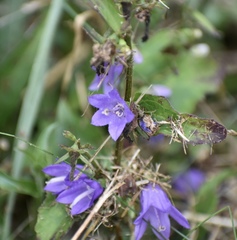 Campanula trachelium