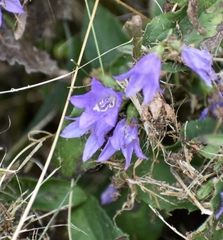 Campanula trachelium
