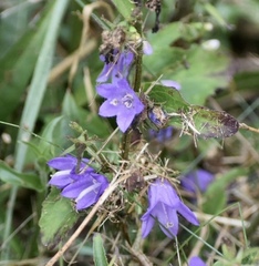 Campanula trachelium