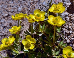 Ranunculus eschscholtzii oxynotus