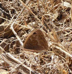 Cercyonis sthenele hypoleuca