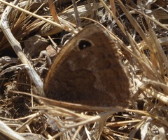 Cercyonis sthenele hypoleuca