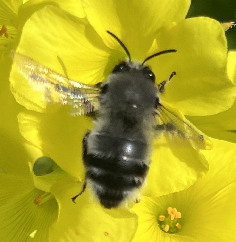 Anthophora canescens