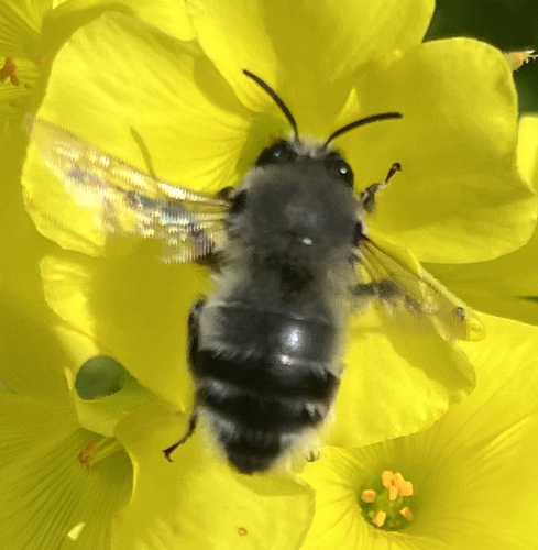 Anthophore laineuse