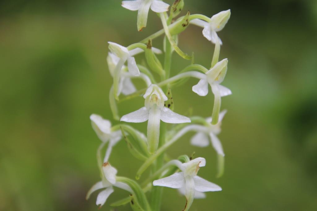 Platanthera metabifolia