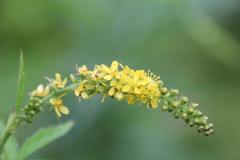 Agrimonia pilosa japonica