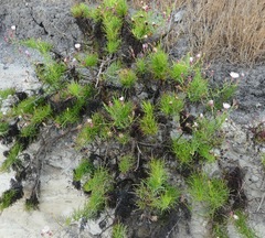 Malacothrix saxatilis implicata