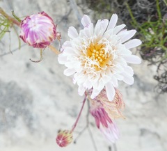 Malacothrix saxatilis implicata