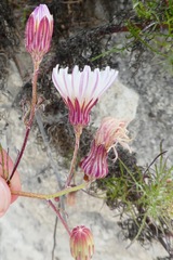 Malacothrix saxatilis implicata