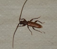 Geropa concolor