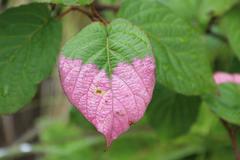Actinidia kolomikta
