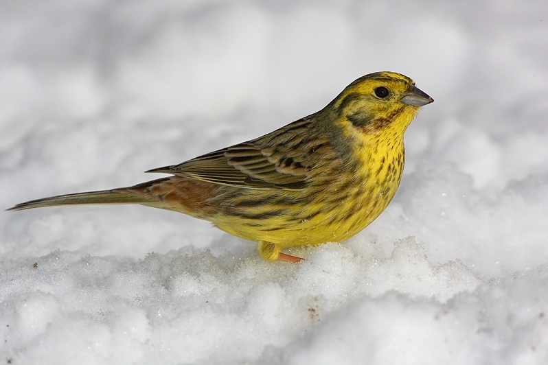 Yellowhammer photo