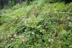Actinidia kolomikta