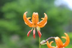Lilium debile