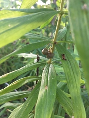 Polygonatum verticillatum