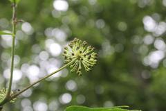 Eleutherococcus senticosus