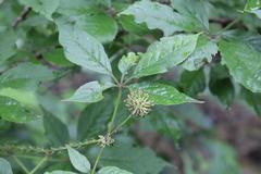 Eleutherococcus senticosus