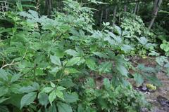 Eleutherococcus senticosus