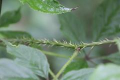 Eleutherococcus senticosus