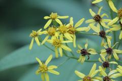 Jacobaea cannabifolia