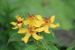 Hypericum ascyron gebleri