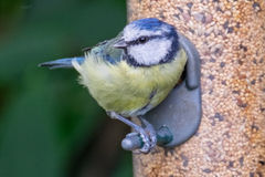 Cyanistes caeruleus