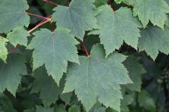 Acer ukurunduense