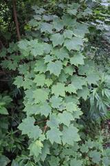 Acer ukurunduense