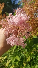 Filipendula