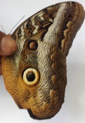 Caligo idomeneus