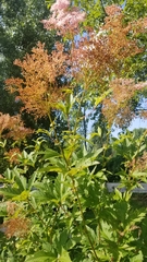 Filipendula