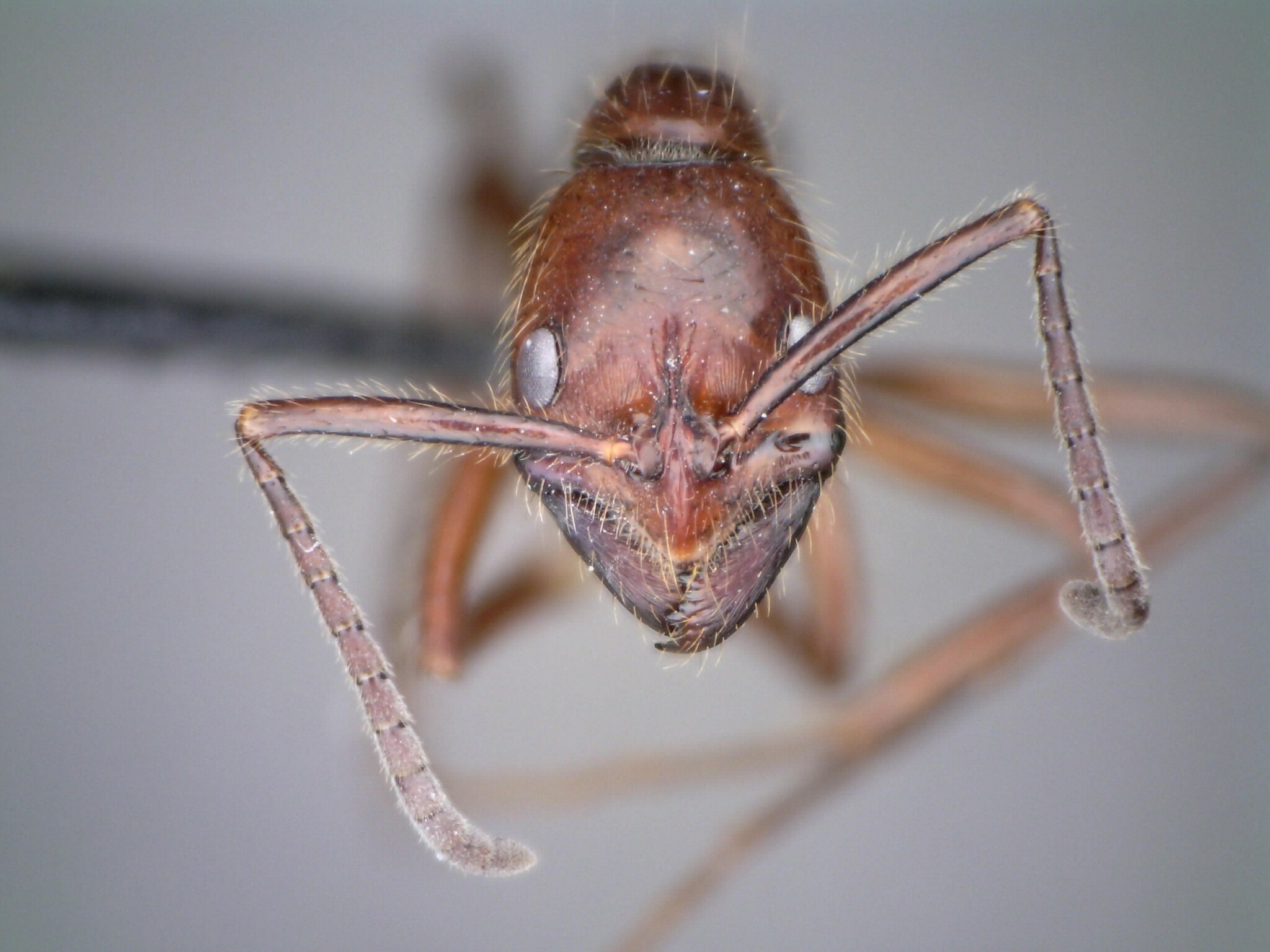 Leptogenys processionalis distinguenda