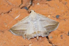 Gnamptogyia diagonalis