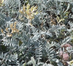 Astragalus miguelensis