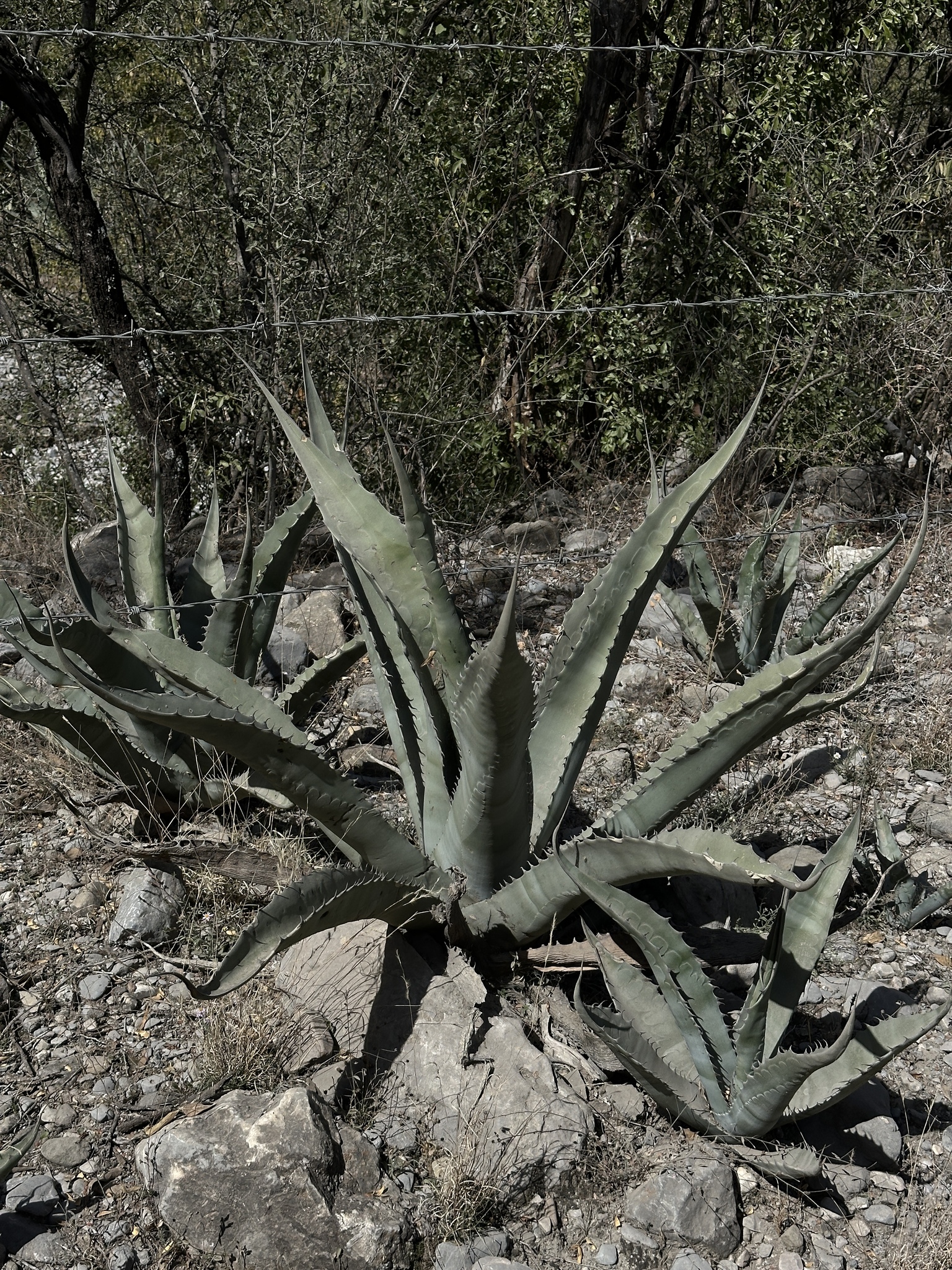 Imagem de Agave-brava