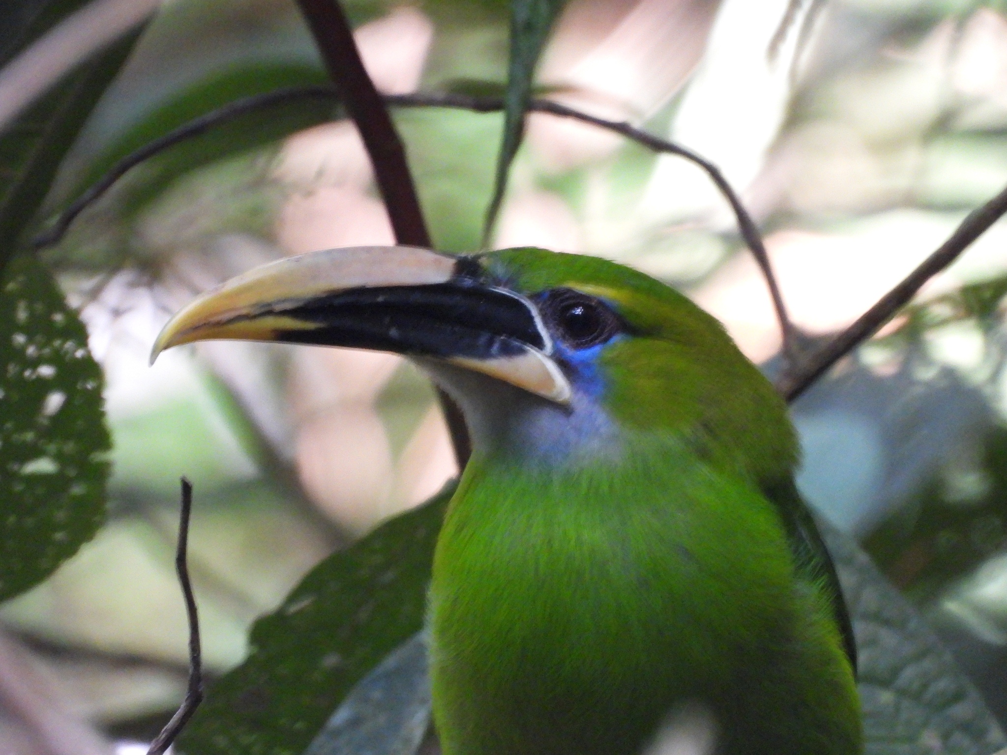 Groove-billed Toucanet (Aulacorhynchus sulcatus), photo 4