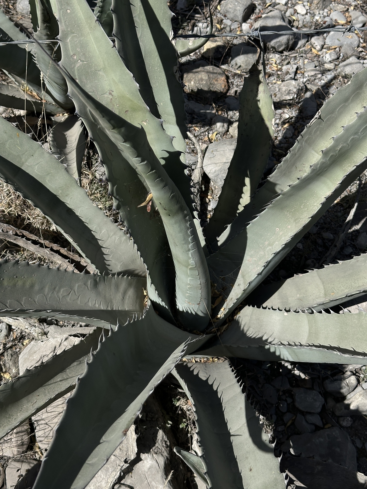 Imagem de Agave-brava