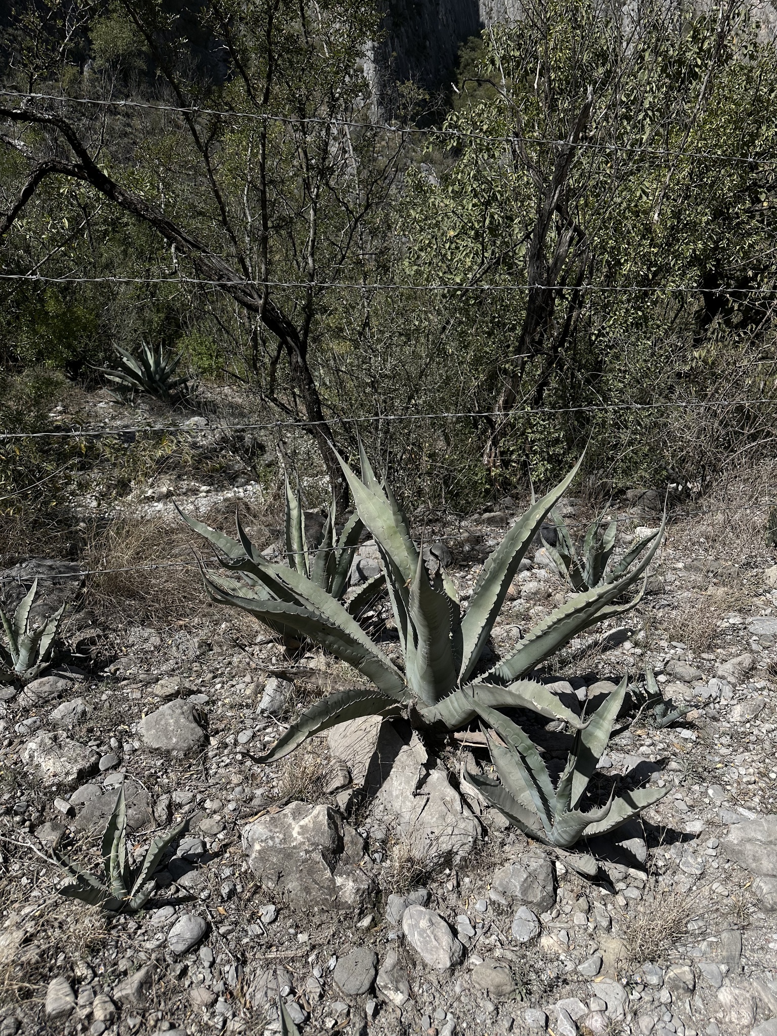 Imagem de Agave-brava