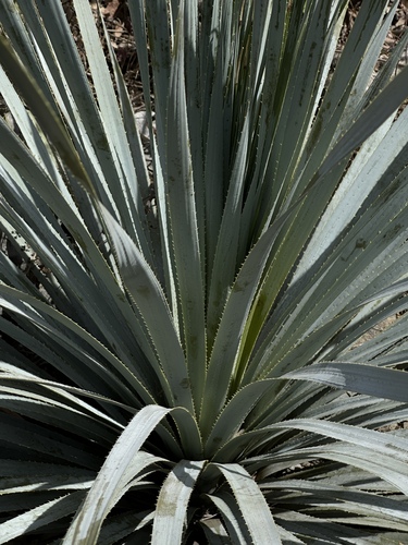 Dasylirion cedrosanum