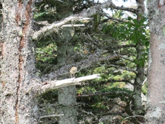 Catharus bicknelli