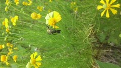 Lepidophora lepidocera