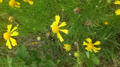 Lepidophora lepidocera