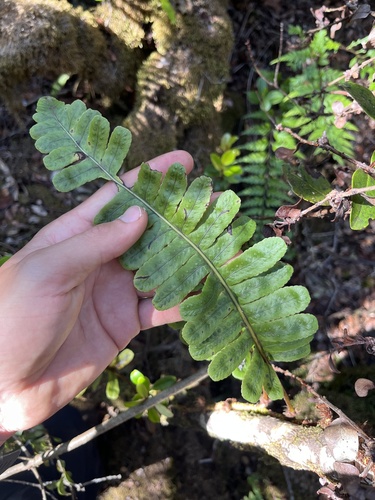 Polypodium pellucidum observed 2025-02-22