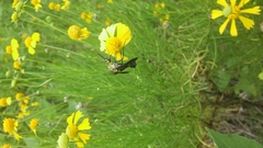 Lepidophora lepidocera