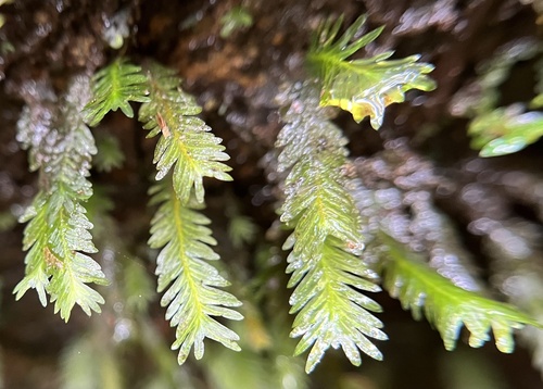 Fissidens polypodioides observed 2025-03-01