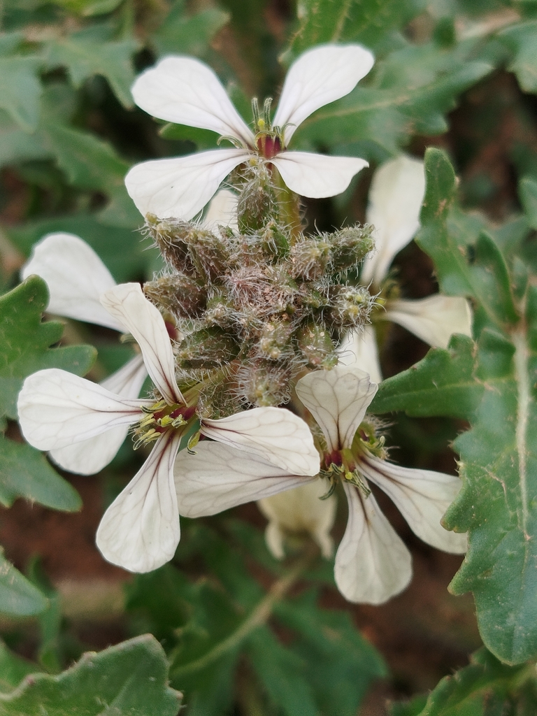 Eruca longirostris