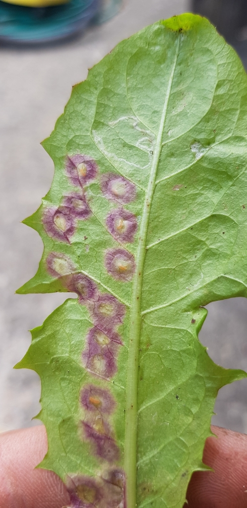 Cystiphora taraxaci